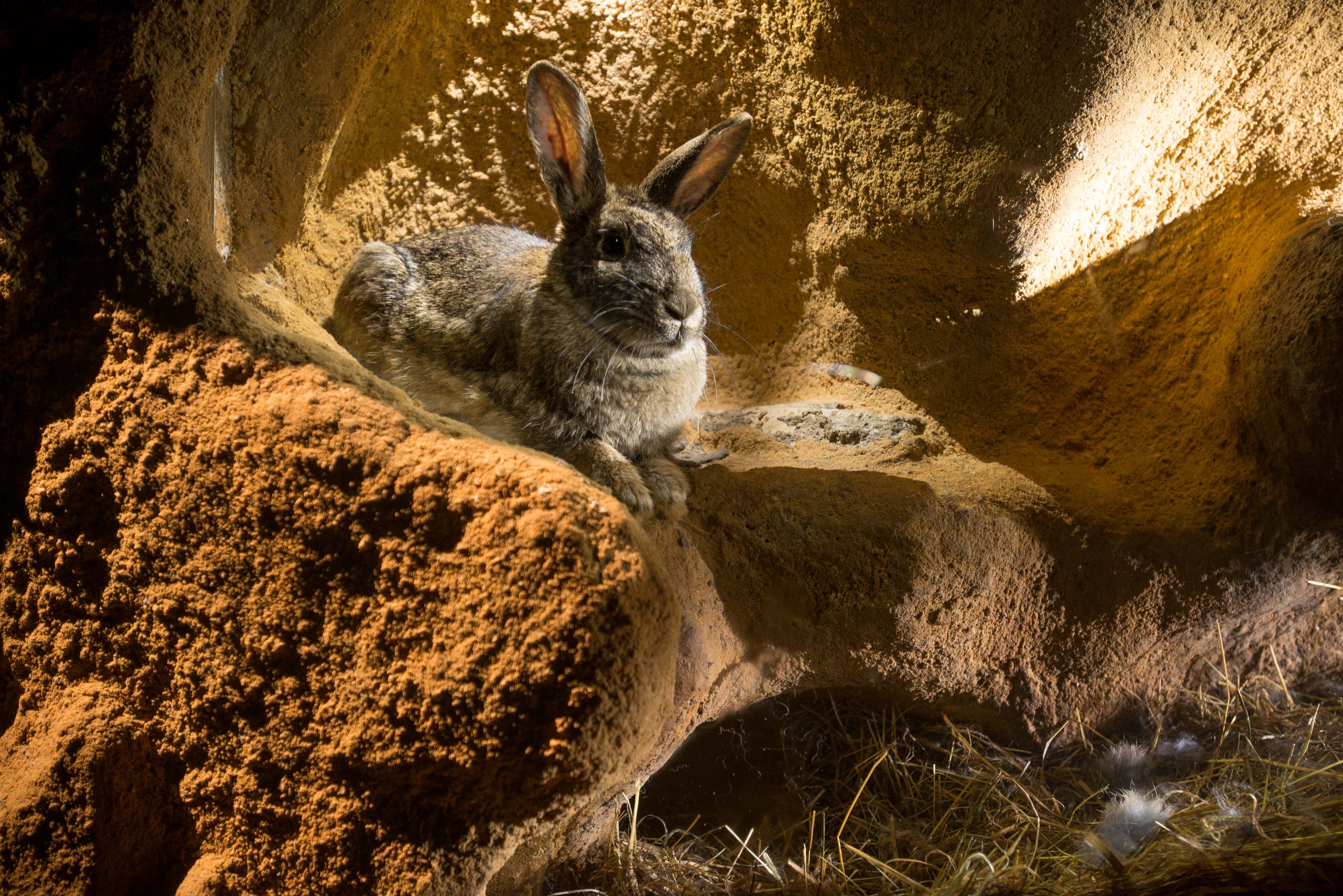 THE BURROWERS: ANIMALS UNDERGROUND
