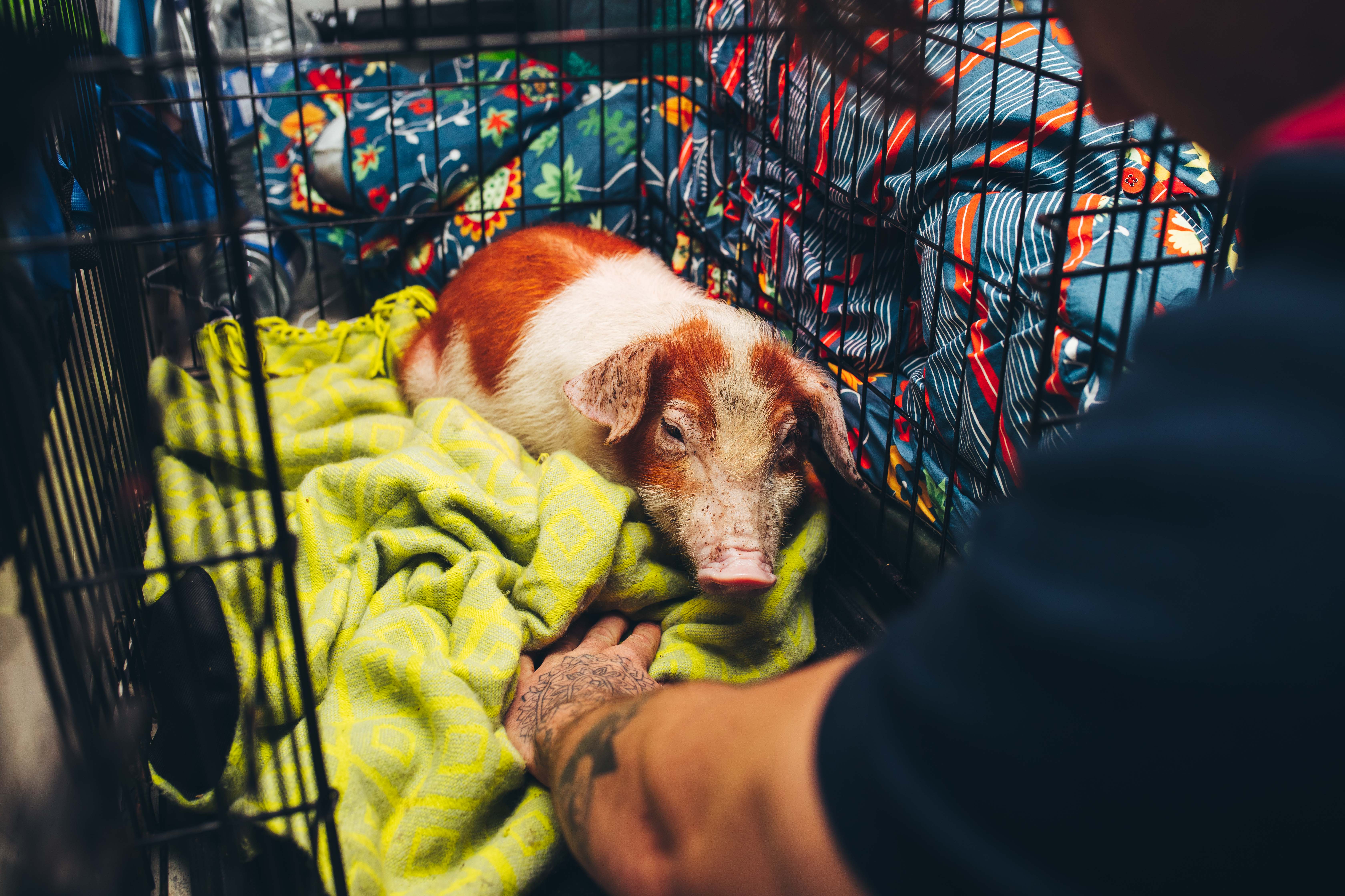 HOW TO STEAL PIGS AND INFLUENCE PEOPLE